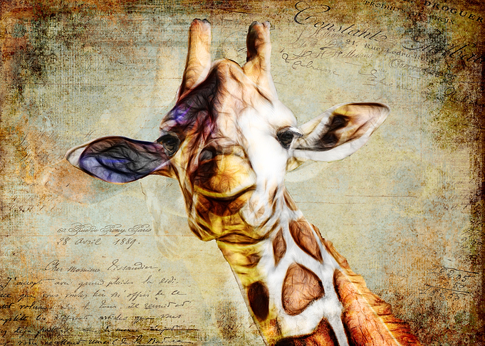 Smirky Giraffe