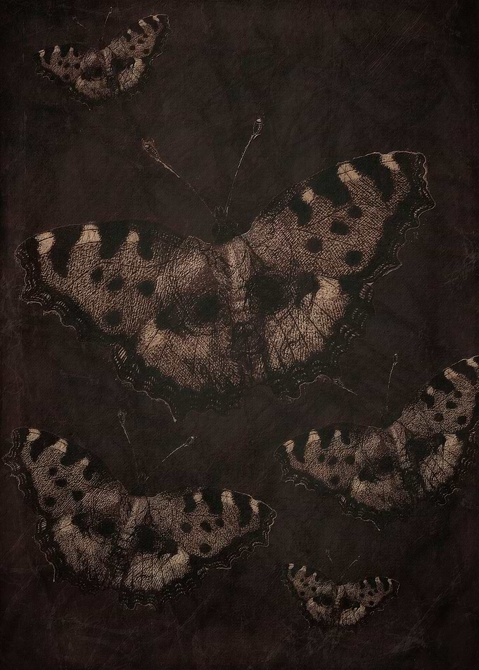 Butterfly Kisses