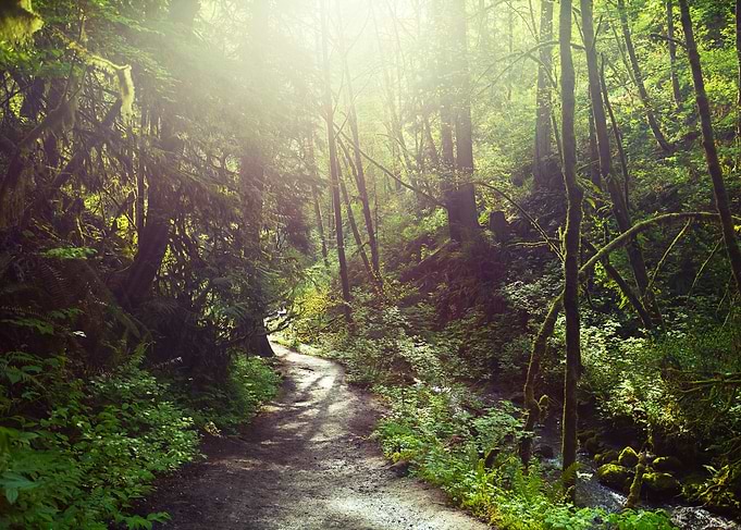 Enchanted Morning