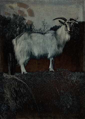 La Capra