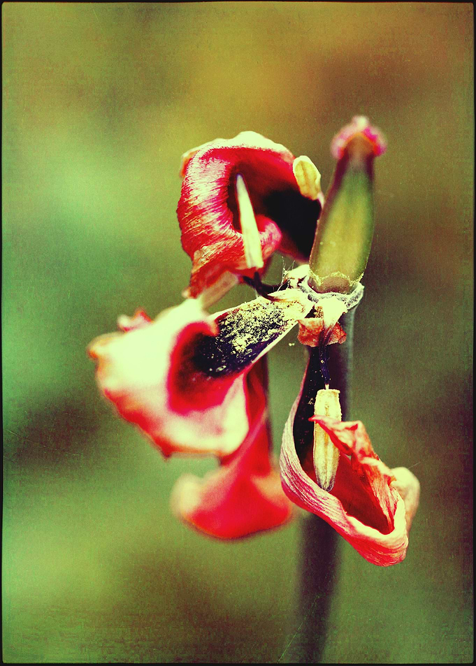 Tulip withered