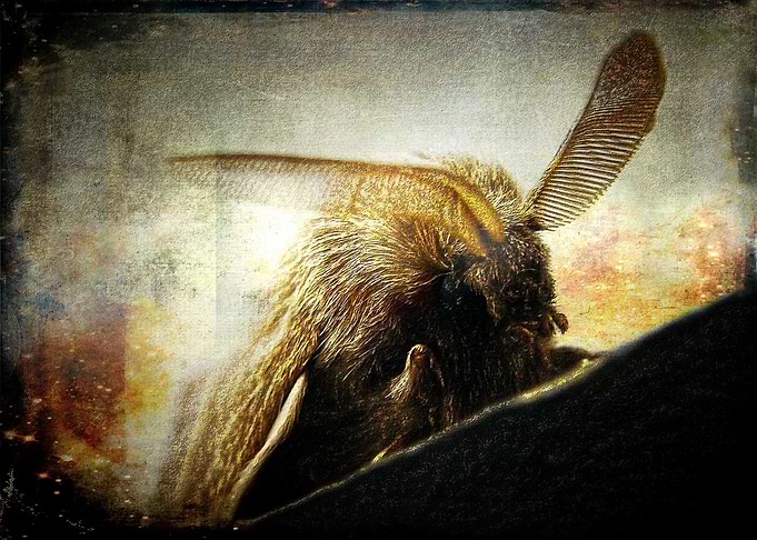 The Moth