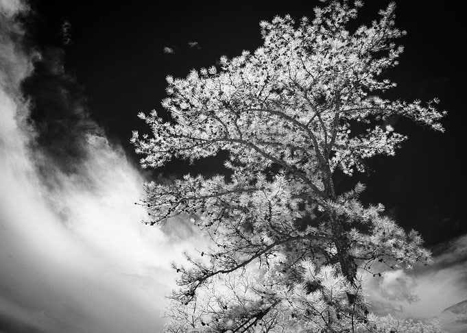 A tree at a local overlook near Steele Alabama. I love ...