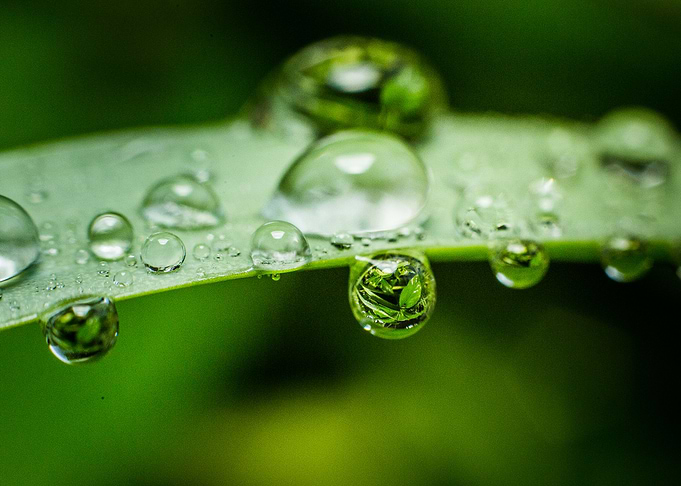 A macro photograph from a recent rain in our garden.
