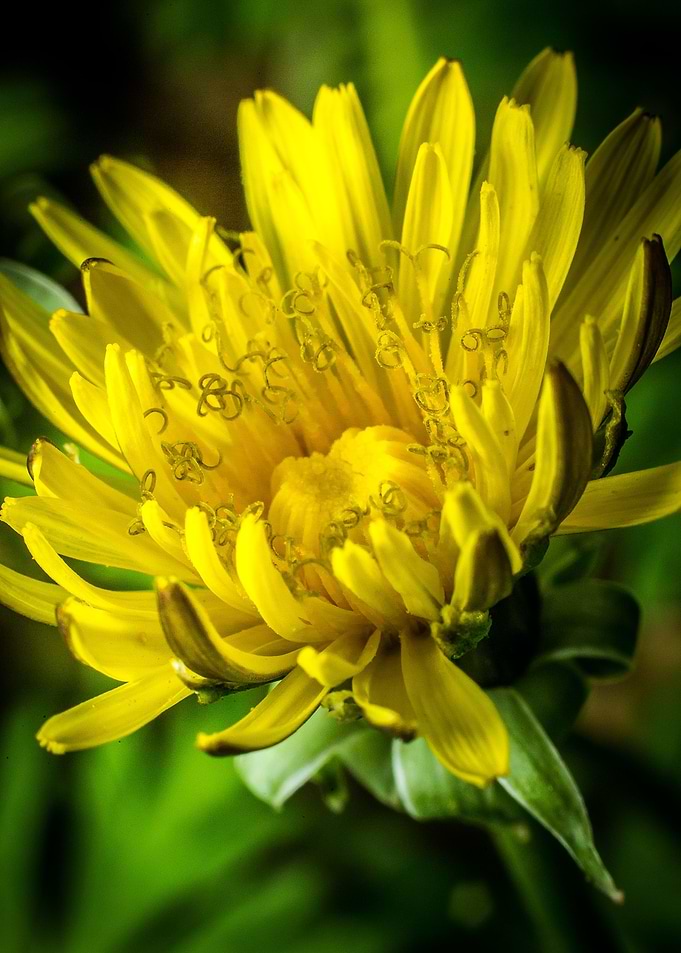 A close up frame of a dandelion in our garden.