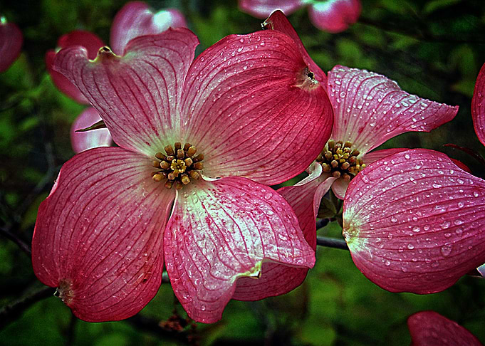 Deep Pink Dogwood