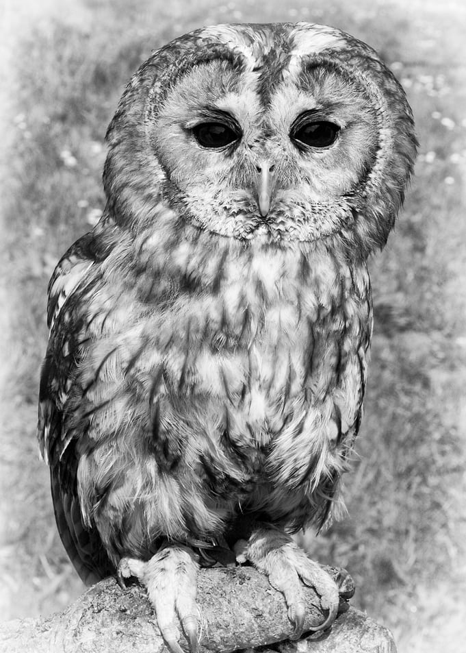 A Tawney Owl