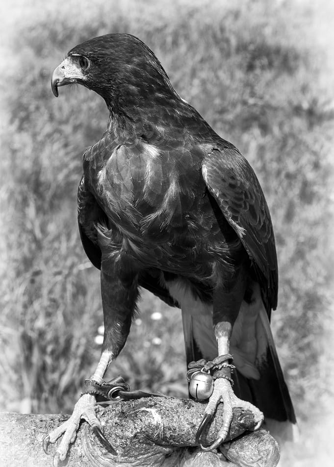 Harris Hawk. Suffolk UK
