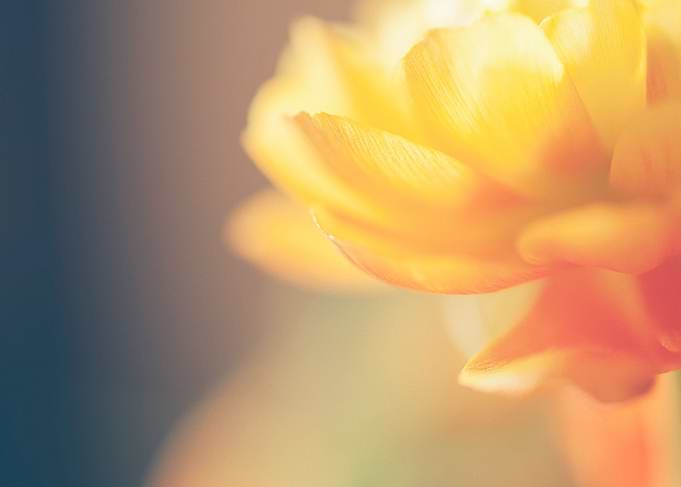 Chinese Rose