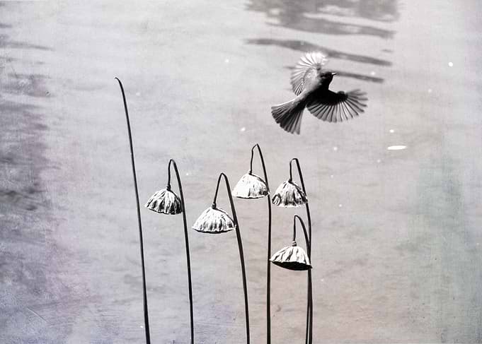 Lotus Garden