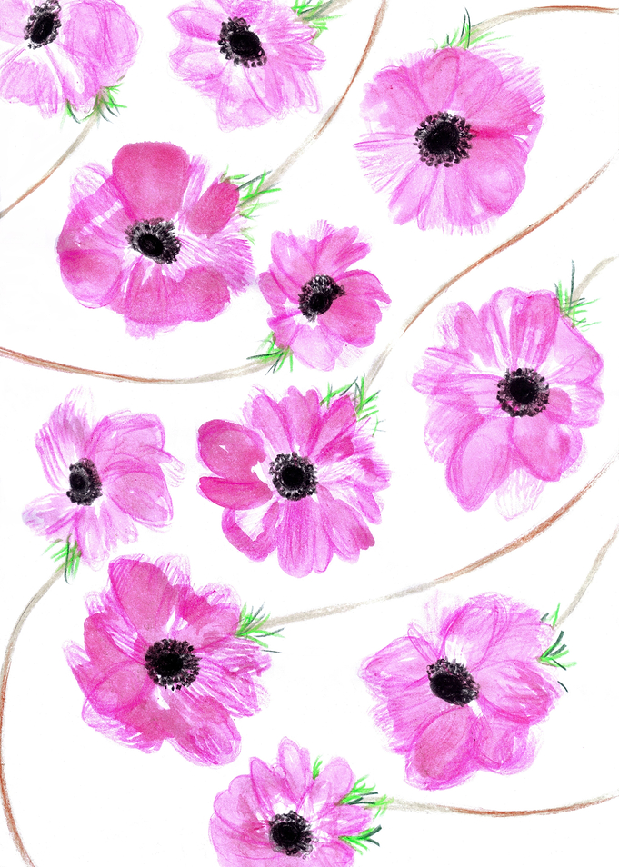 Anemone