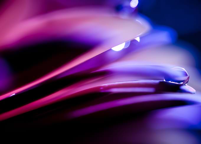 The Violet Hour