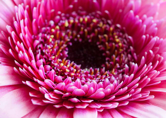 Bloom