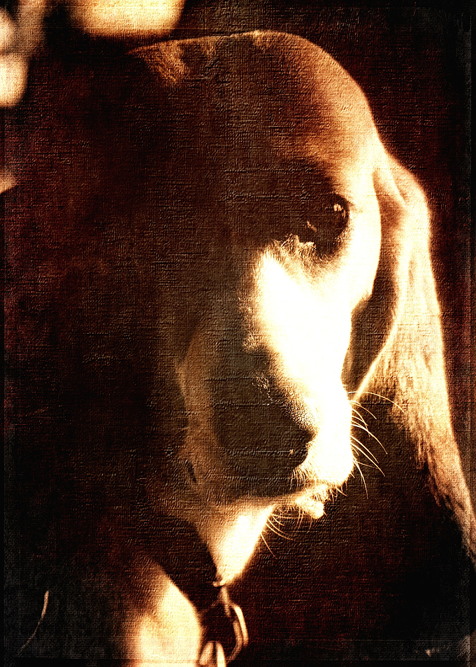Portrait of a Lady