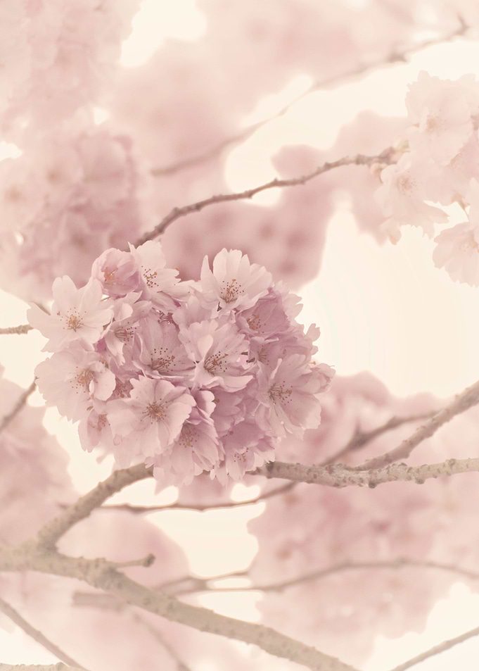 CHERRY TREE