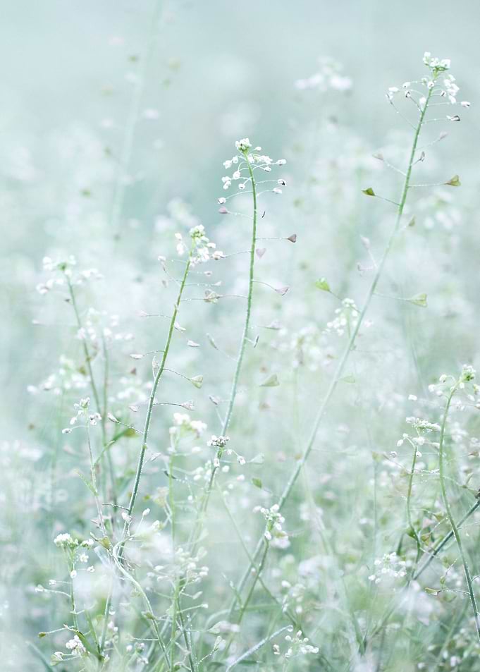 MORNING MEADOW PARADISE