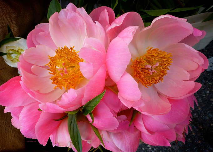 Pink Peony Cluster