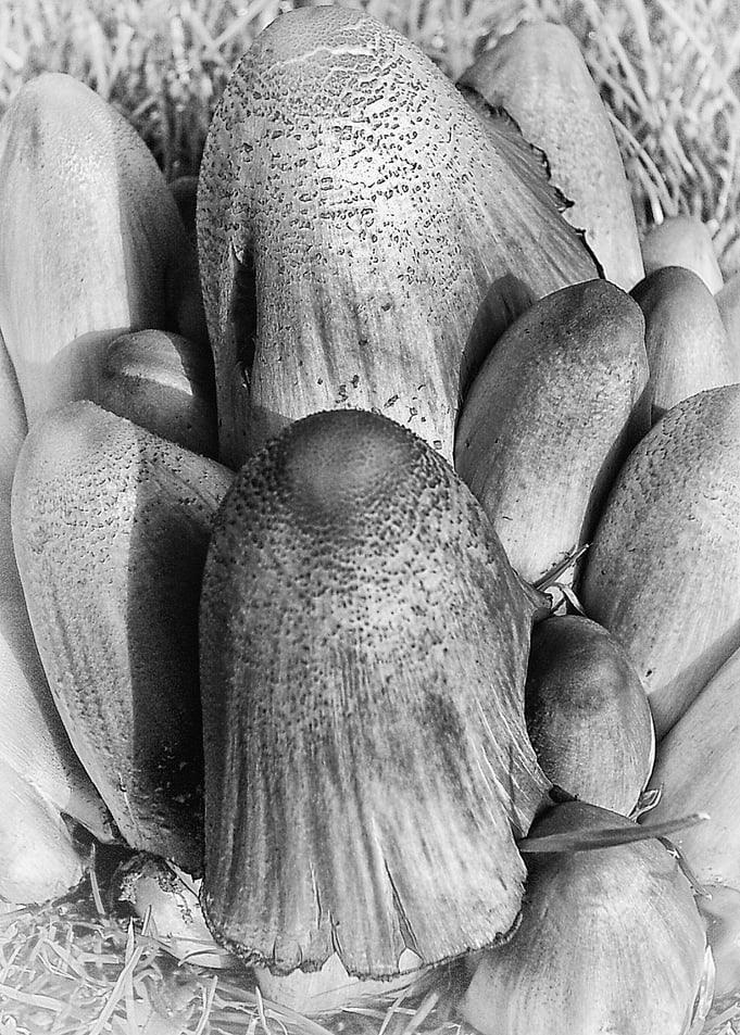 Fungi. A study in Black and White
