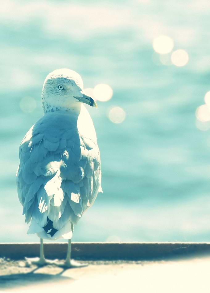 HAPPY SEAGULL