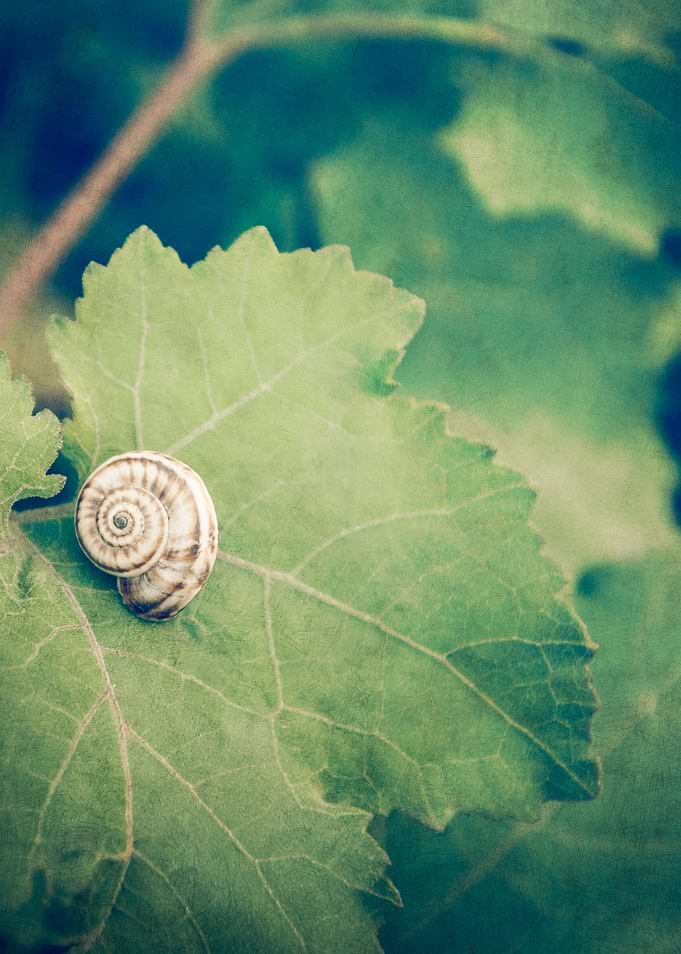 Shell Tan