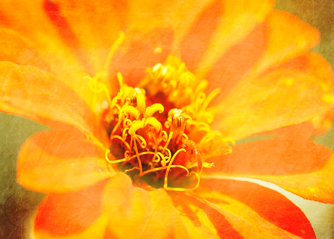 Orange flower