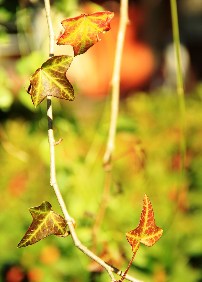 Four Leaves