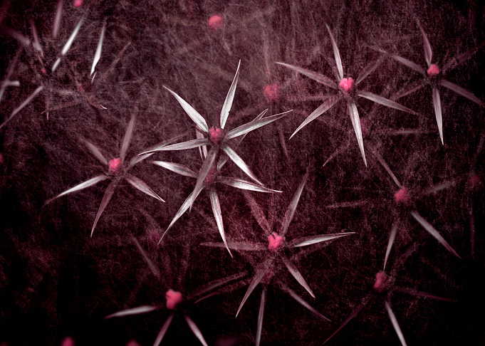 Onion star flower