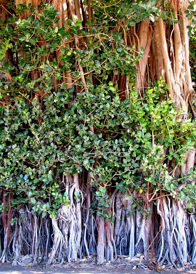 roots (Mauritius)
