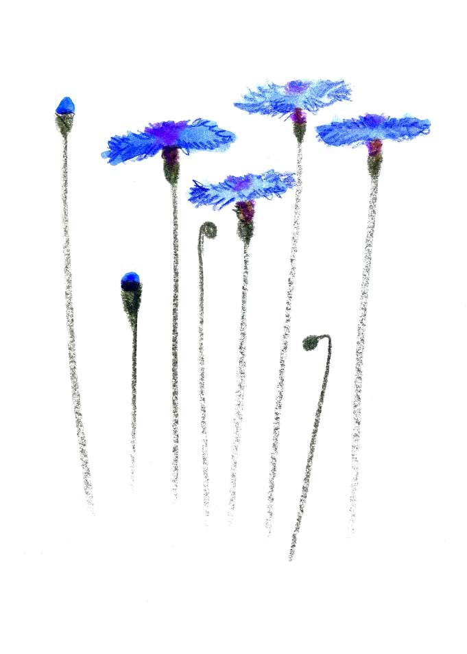 cornflowers