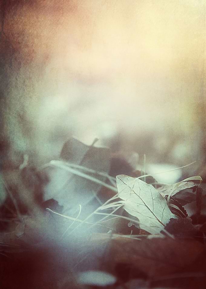 Leaves of Time...