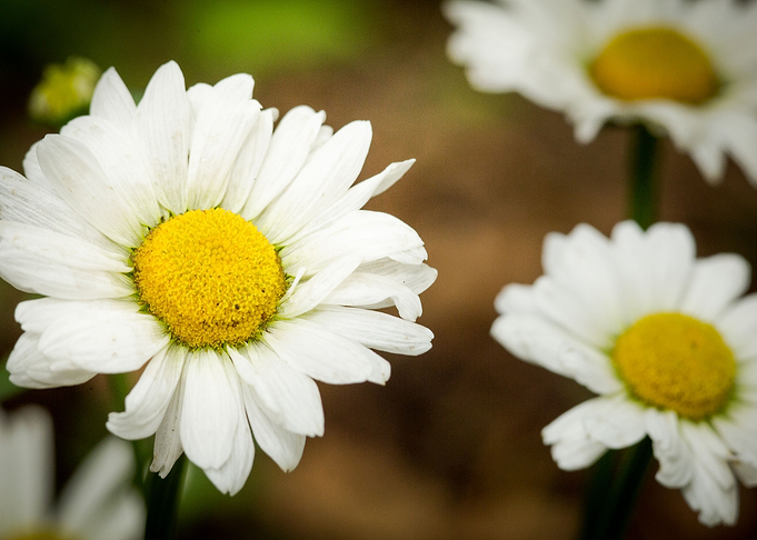 A macro shot of a group of flowers around our garden.