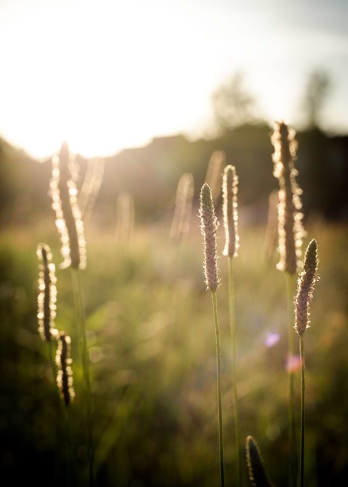 This was taken in a back alley field in Birmingham arou ...