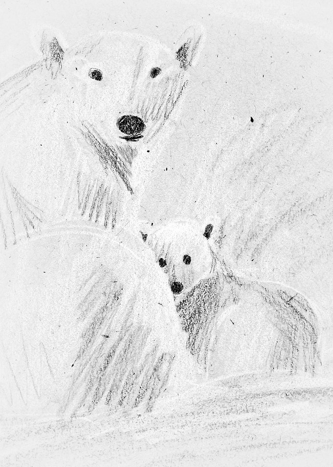 Polar Bears
