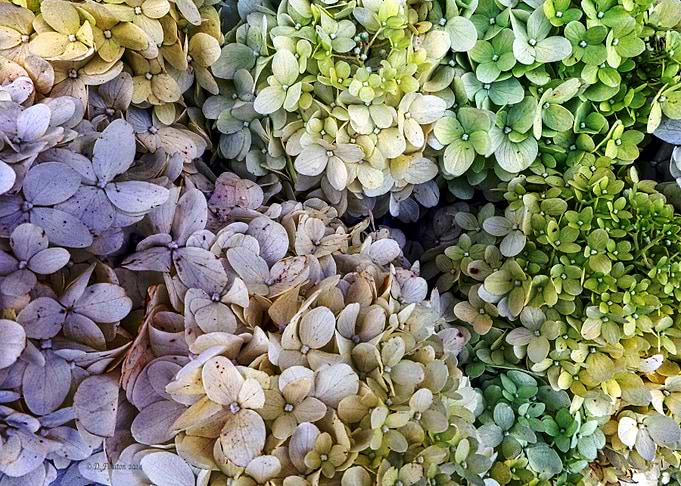Hydrangea cluster on display at a farmer's market. © De ...