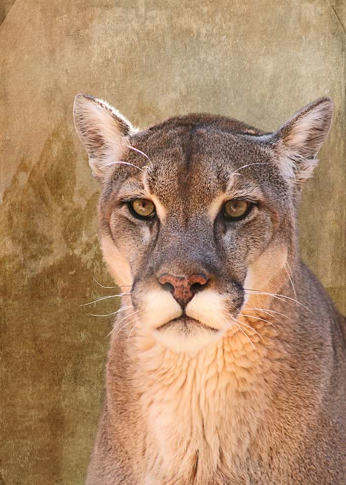 Simple Mountain Lion