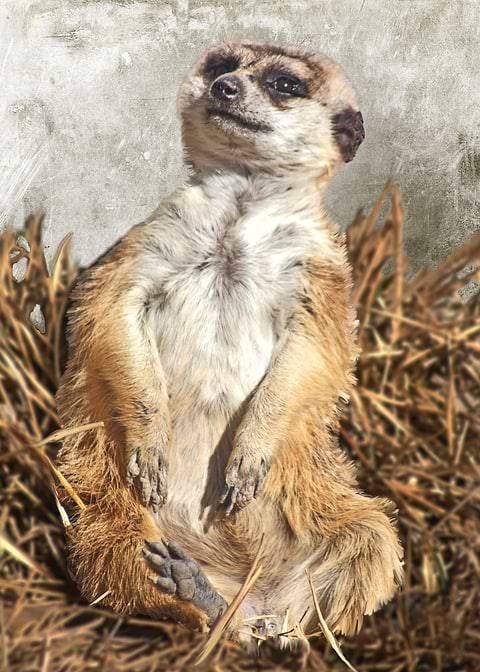 Chilling Meerkat