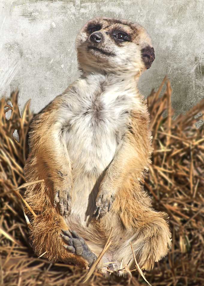 Chilling Meerkat