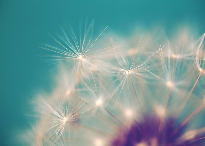 dandelion
