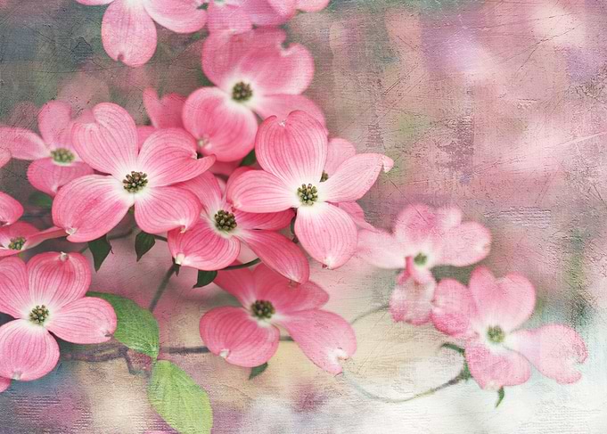 pink dogwood