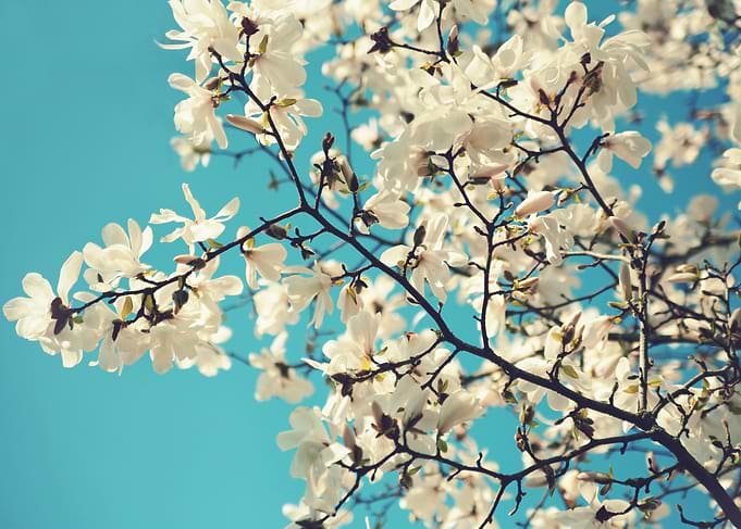 magnolia tree
