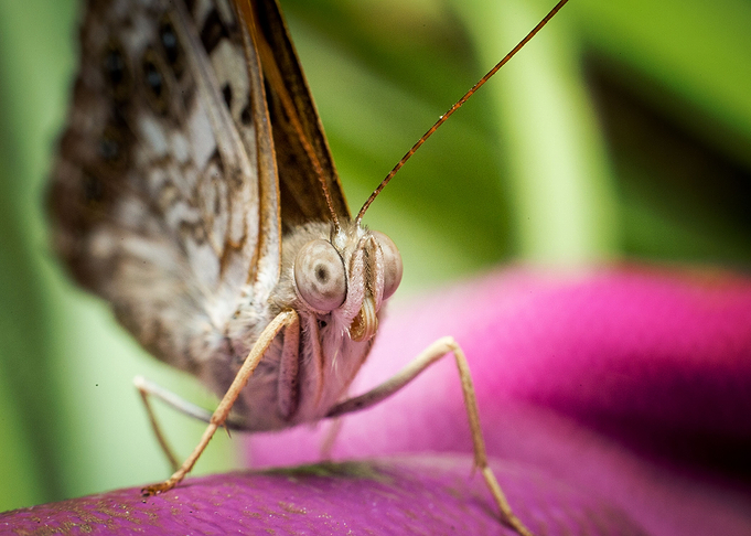 This guy was nice enough to sit still for about 10 minu ...