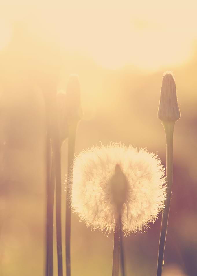 Nature composition 5