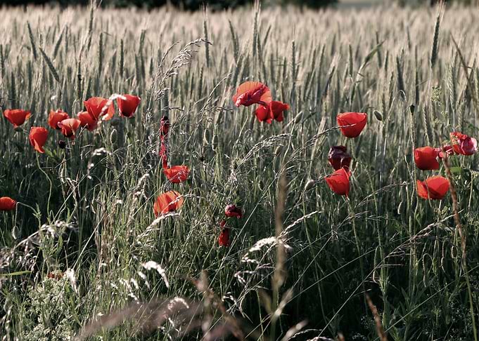 poppies in the grain field
