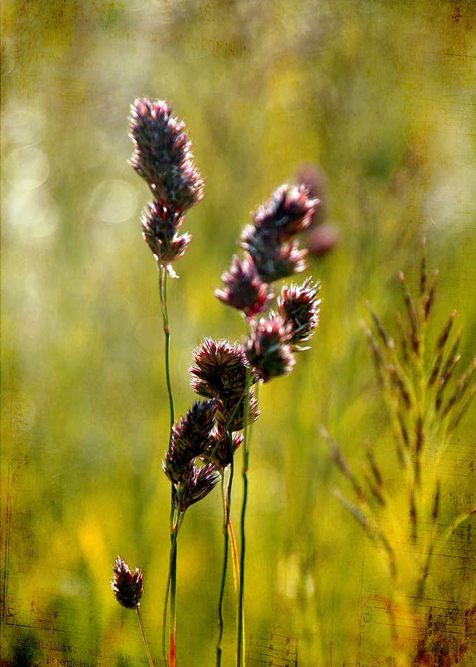 grass in the light