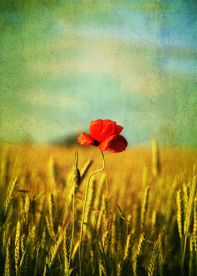 Poppy in the grain field