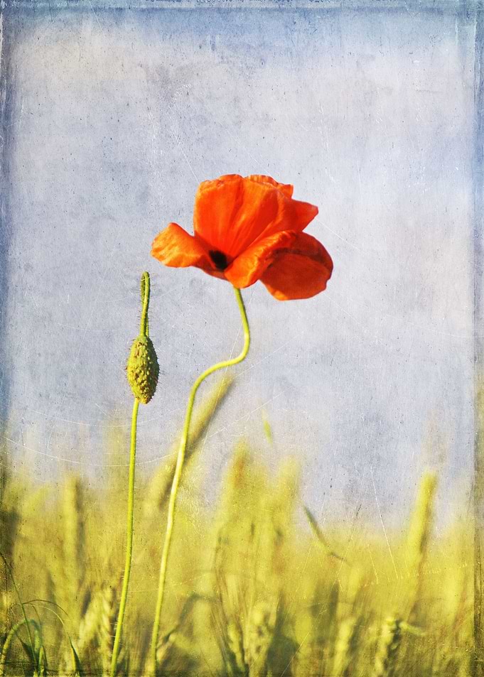 Poppy and bud