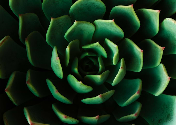 Succulent