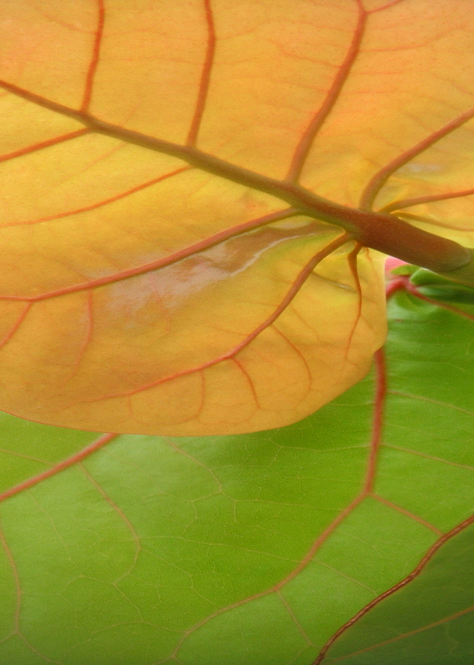 Grape Tree Leaves