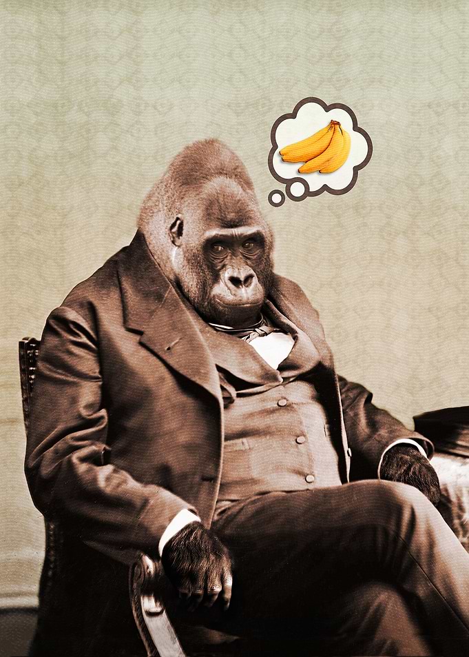 Gorilla My Dreams