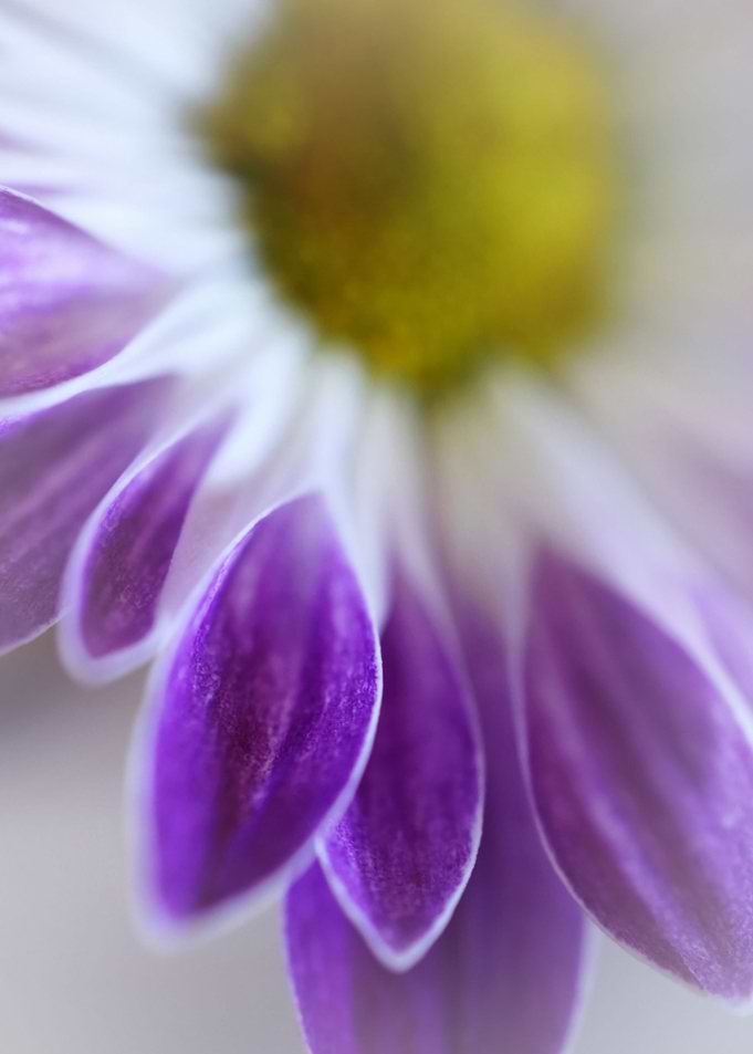 daisy petals macro